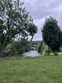 Trees on field against sky
