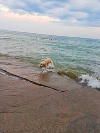 Dog at beach against sky