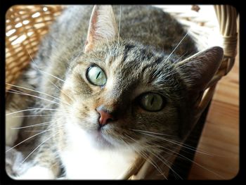 Close-up portrait of cat