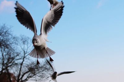 Low angle view of bird flying against clear sky