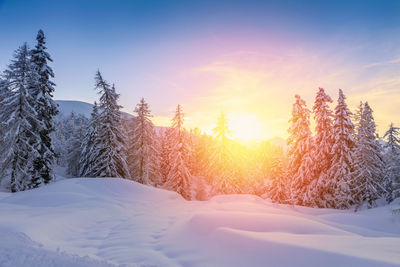 Snow covered land and trees against sky during sunset