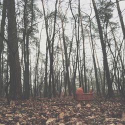 Bare trees in forest