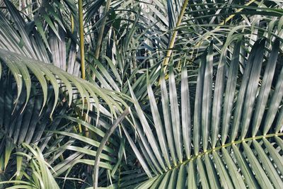 Full frame shot of palm trees