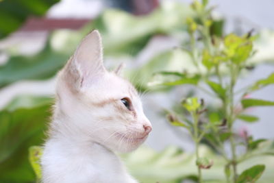 Close-up of a cat looking away