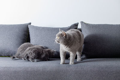 Cats relaxing on sofa against white background