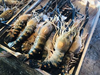 High angle view of fish for sale at market