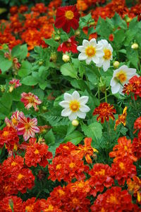 Close-up of pink flowers blooming outdoors