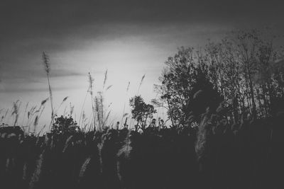 Low angle view of silhouette plants on field against sky