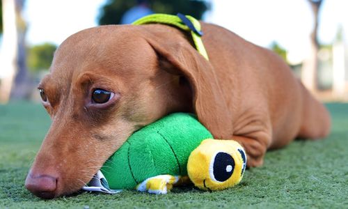 Close-up of dog