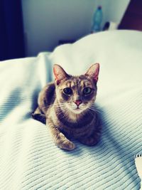 Portrait of kitten sitting on sofa
