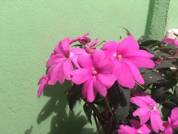 Close-up of pink flowers blooming outdoors