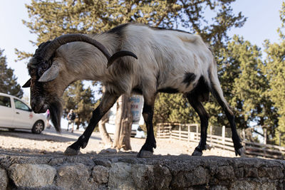 Horse standing in a tree