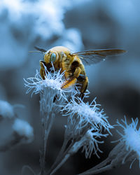 Close-up of bee on flower