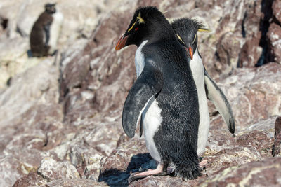 Close-up of penguin on rock