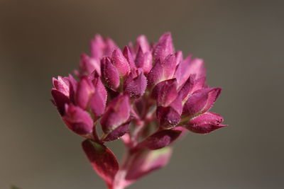 Close-up of pink flower against white background