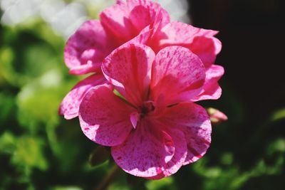 Close-up of fresh red cosmos blooming outdoors