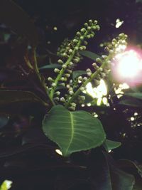 Close-up of fresh green leaves at night