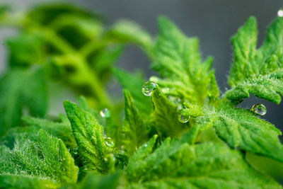 Close-up of water drops on leaves