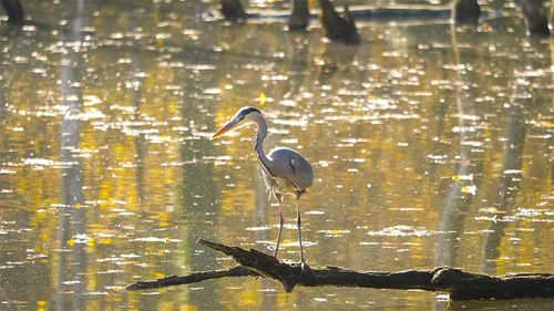 Bird perching on a lake