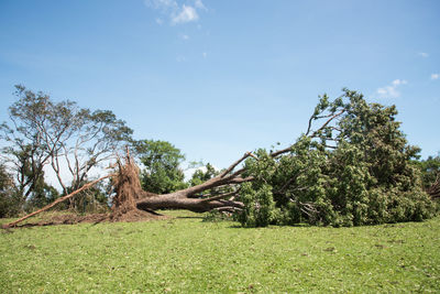 Trees on field against sky