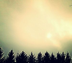 Low angle view of trees against sky