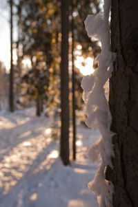 Close-up of frozen tree trunk during winter