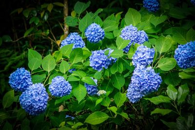 Close-up of blue hydrangea flowers