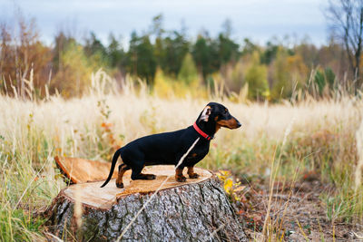 Dog standing on field