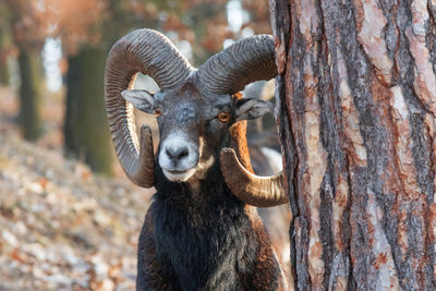 The moufflons in the forest in winter season. ovis orientalis.