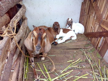 High angle view of dogs relaxing on wood