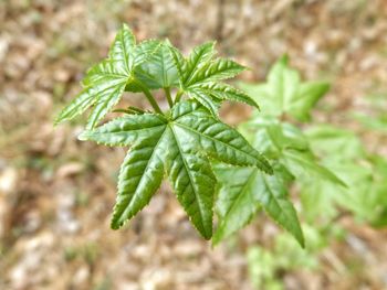 Close-up of plant growing outdoors