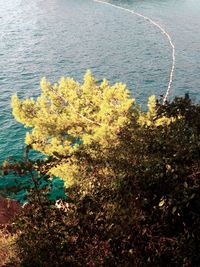 High angle view of flowering plants by sea