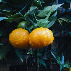 Close-up of wet tangerines growing in tree