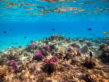 Close-up of fish swimming in sea