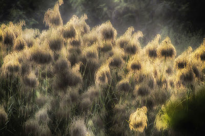 Full frame shot of plants on land