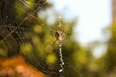 Close-up of spider web