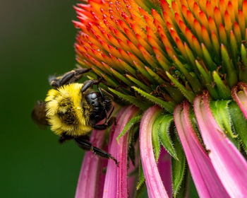 Close-up of bee pollinating on flower