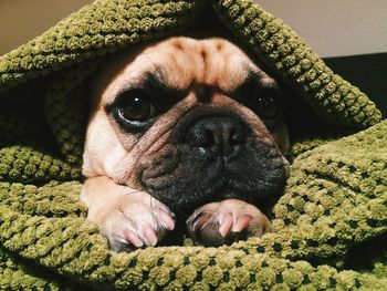 Close-up portrait of dog