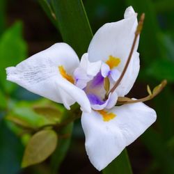 Close-up of white flower