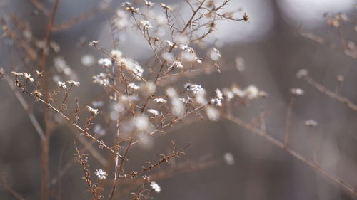 Close-up of snow on plant