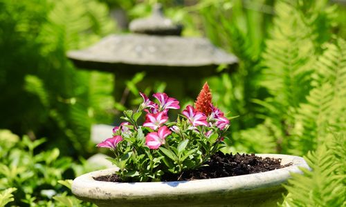 Close-up of pink flower pot