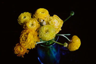 Close-up of yellow ranunculas against black background