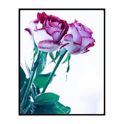 Close-up of flowers over white background