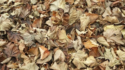 Full frame shot of leaves