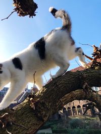 Low angle view of cat on tree against sky