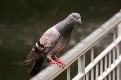 Close-up of pigeon perching on railing