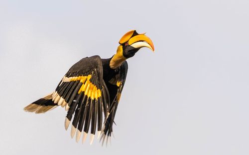 Yellow bird flying over the background