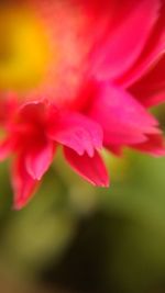 Close-up of pink flower