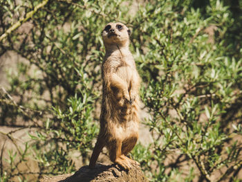 Close-up of a squirrel on rock