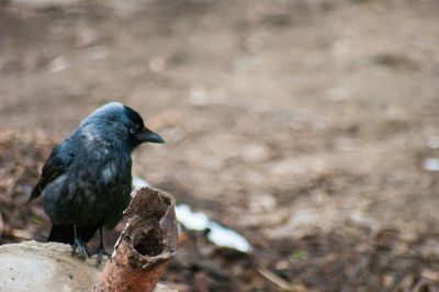 Close-up of bird perching outdoors